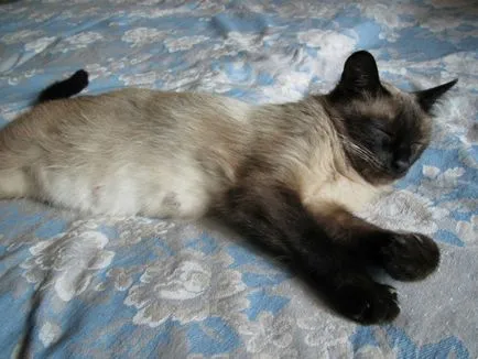 Дайте котката в приют Дайте котката в приют