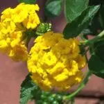 Лантана расте Лантана расте