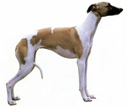 ловно куче
