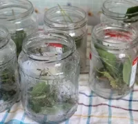 нарязани краставици