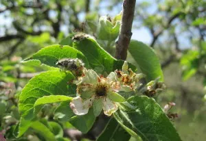Какво е lohmatka