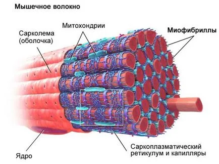 Поради тази причина на мускулния тонус Поради тази причина на мускулния тонус