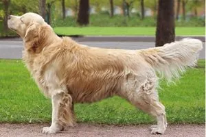 Куче със сладолед