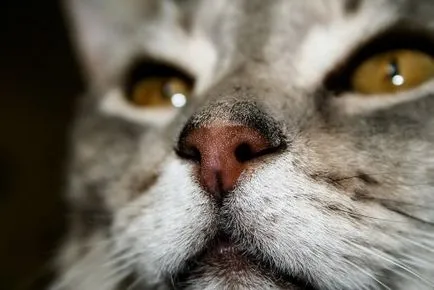 Как за лечение на котка хрема
