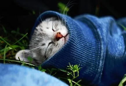 Как за лечение на котка хрема