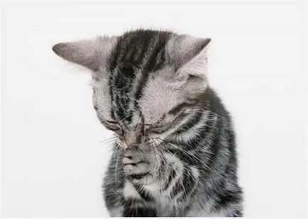 Как за лечение на котка хрема