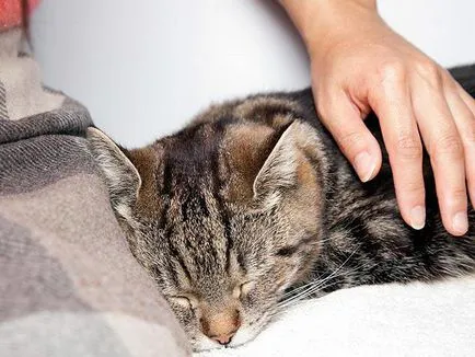 Как за лечение на котка хрема