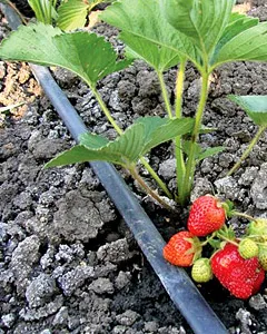 Маркуч за капково напояване Маркуч за капково напояване