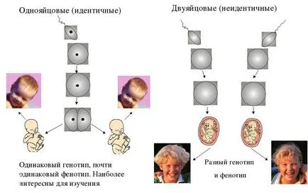 Как да се определи, че близнаци