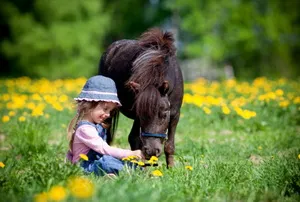 Hippotherapy за деца, отколкото е полезно и за кого е показана (деца) Hippotherapy за деца, отколкото е полезно, и който показва,