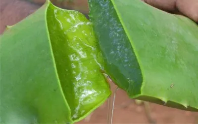 Колко бързо се лекува възпаление (цирей), за да се отървете от свежда у дома