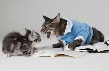 Колко бързо те забравят котки котенца, котка около