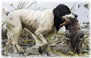 Ловни породи кучета Ловни породи кучета