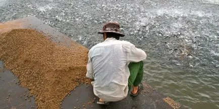 Как да се готви пангасиус