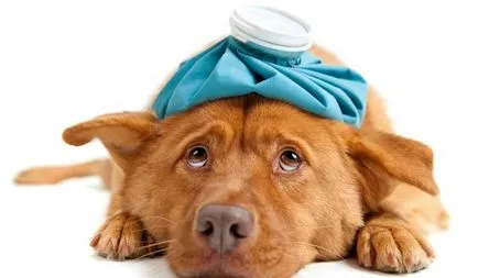Симптомите на пироплазмозата при кучета