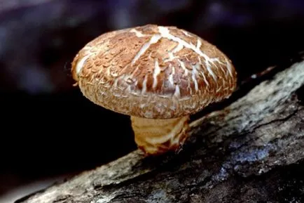 Какво е Patyka