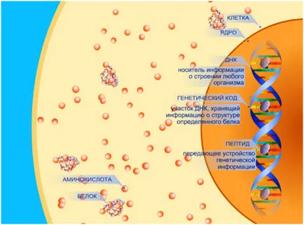 Bioregulator какво