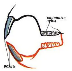 защо плъх