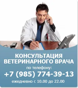 защо плъх