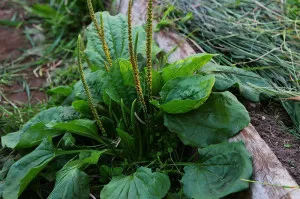 От това, което помага живовляк
