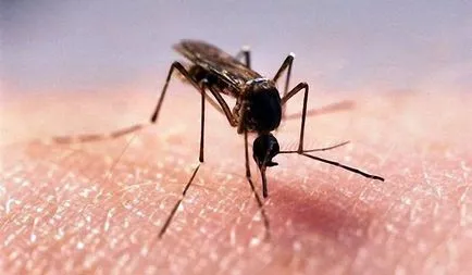От това, което помага живовляк