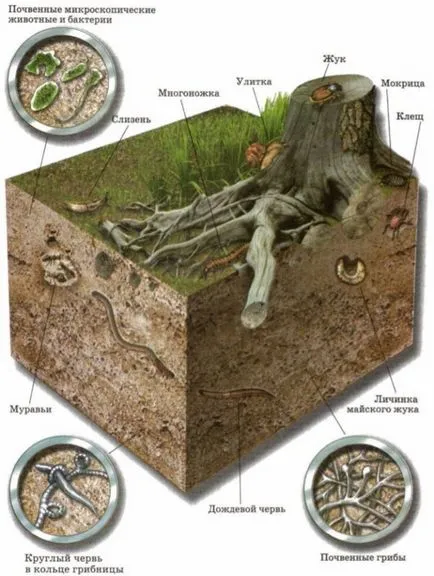 Какво е повърхностния слой на почвата Какво е повърхностния слой на почвата