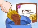 Домати в саксии