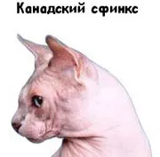 Sphynx породи котки