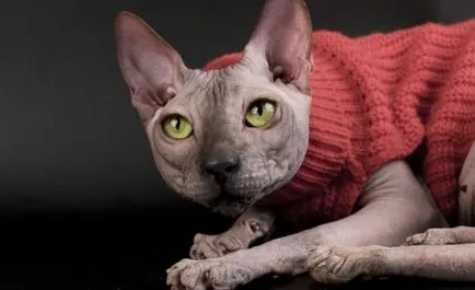 Sphynx породи котки