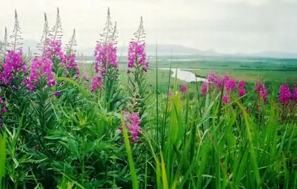 Колко полезна fireweed Колко полезна fireweed