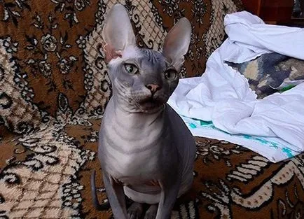 Разстройство при котки
