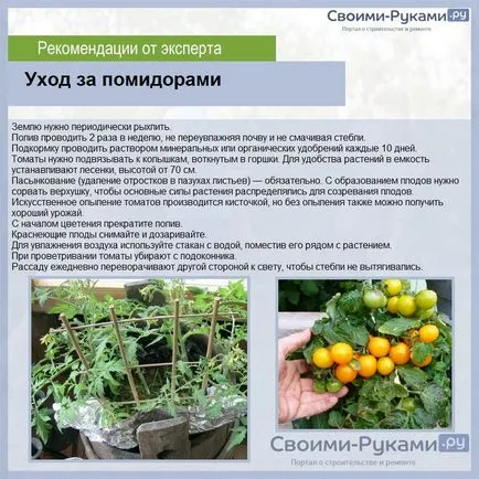 Домати в саксии