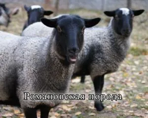 голяма овца