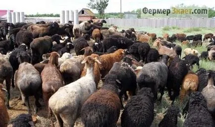 голяма овца