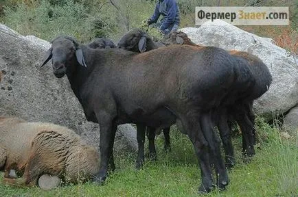 голяма овца
