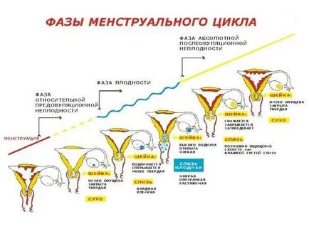 Ярка стомаха като преди менструация