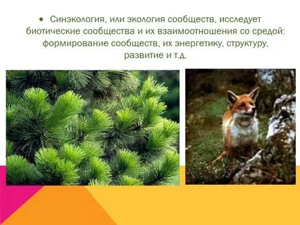 Какво е екология представяне