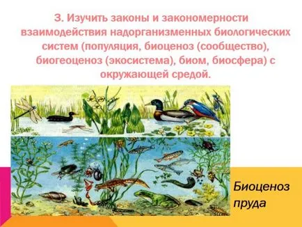 Какво е екология представяне