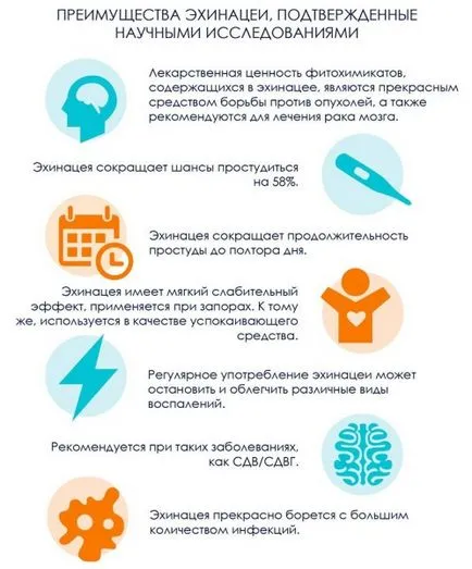 Ехинацеята е това, което е