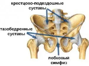 Какво е симфизиса