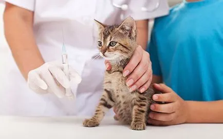 Когато за ваксиниране на котката ви Когато за ваксиниране на котката ви