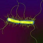 Proteus Mirabilis какво е