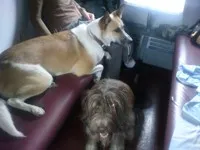 Билет за кучета