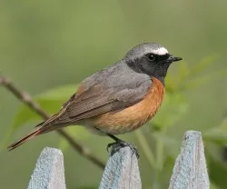 Какво е като птица