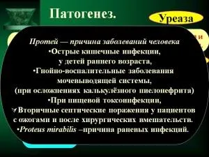 Proteus Mirabilis какво е Proteus Mirabilis какво е