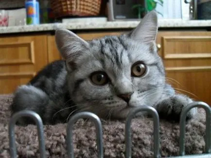 Разстройство при котки Разстройство при котки