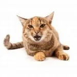 Как да говорим с котки Как да говорим с котки