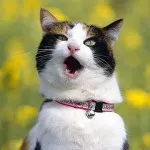 Как да говорим с котки Как да говорим с котки
