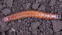 Garden украшение със собствените си ръце