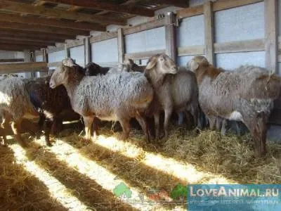 голяма овца
